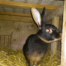 Kanin Belgisk Hare. Carla