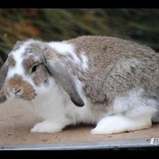 Kanin Strandvejs Tin Tin