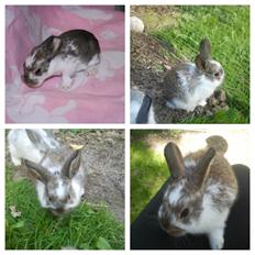 Kanin Rådved Nygård´s Optimus Prime