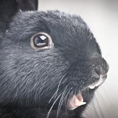 Kanin Mercedes Mayback