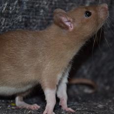 Tamrotte - Donau's Felek