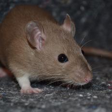 Tamrotte - Donau's Felek