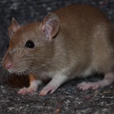 Tamrotte - Donau's Felek