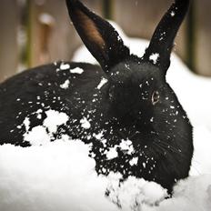 Kanin Mercedes Mayback