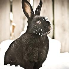 Kanin Mercedes Mayback