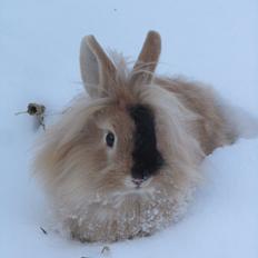 Kanin *Lyon's Fantasy* "SOLGT"