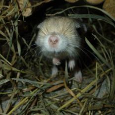 Hestespringer | Oxnard