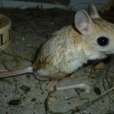 Hestespringer | Oxnard