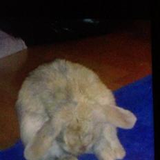 Kanin Charlotteager's Cocio [SAVNET]