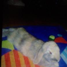 Kanin Charlotteager's Cocio [SAVNET]