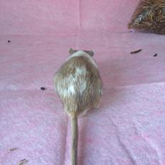 Ørkenrotte Mr. big.