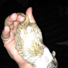 Ørkenrotte Mr. big.