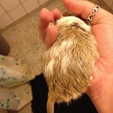 Ørkenrotte Mr. big.