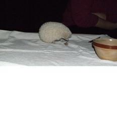 Pindsvin sabbils snow whit(lille pigen)død