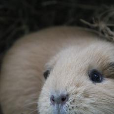 Marsvin Mulle *My Soulmate* R.I.P <3