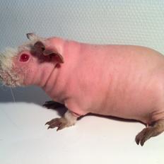 Marsvin Flintstones Smilla