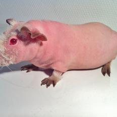 Marsvin Flintstones Smilla