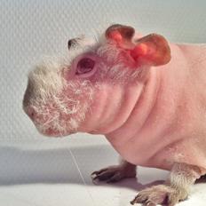 Marsvin Flintstones Smilla