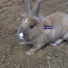 Kanin Teglgårds Ninus II *My Angel*