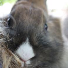 Kanin Teglgårds Ninus II *My Angel*