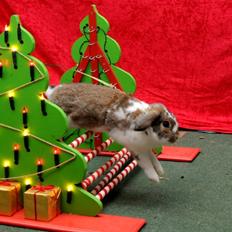 Kanin Strandvejs Tin Tin