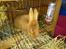 Kanin New Zealan Red. Junior