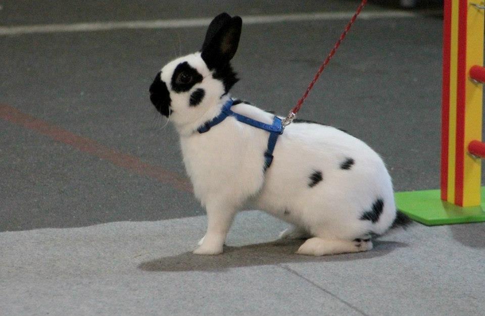 Kanin Team Winther`s Bonky Wonky. billede 7