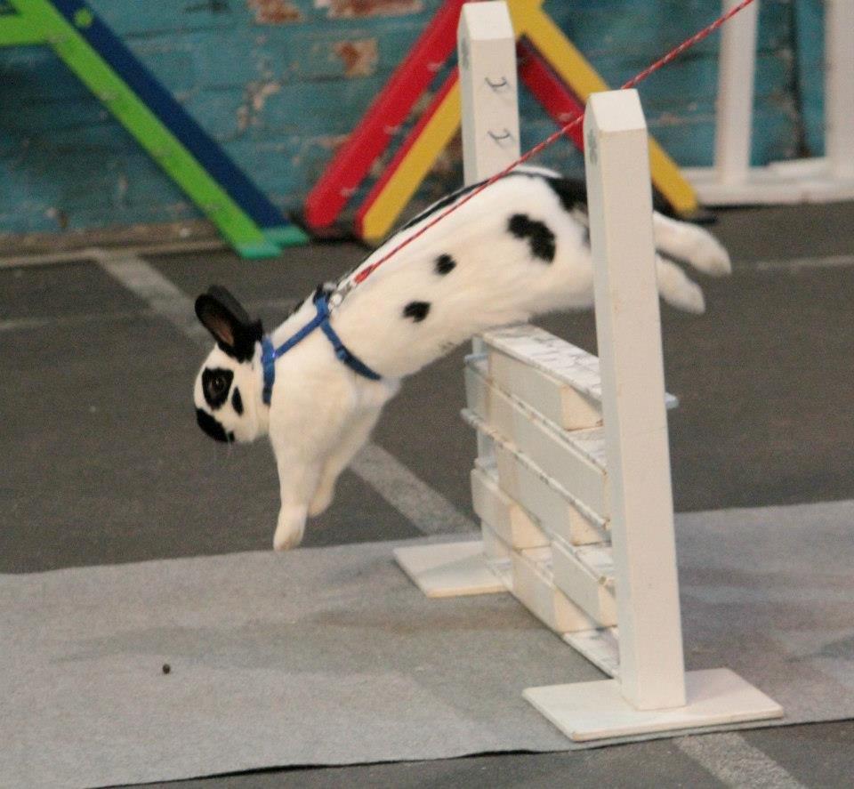 Kanin Team Winther`s Bonky Wonky. billede 8