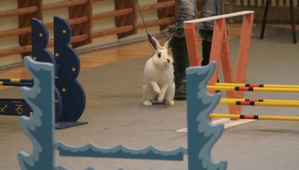 Kanin Fylbinggårds Charlie. billede 6