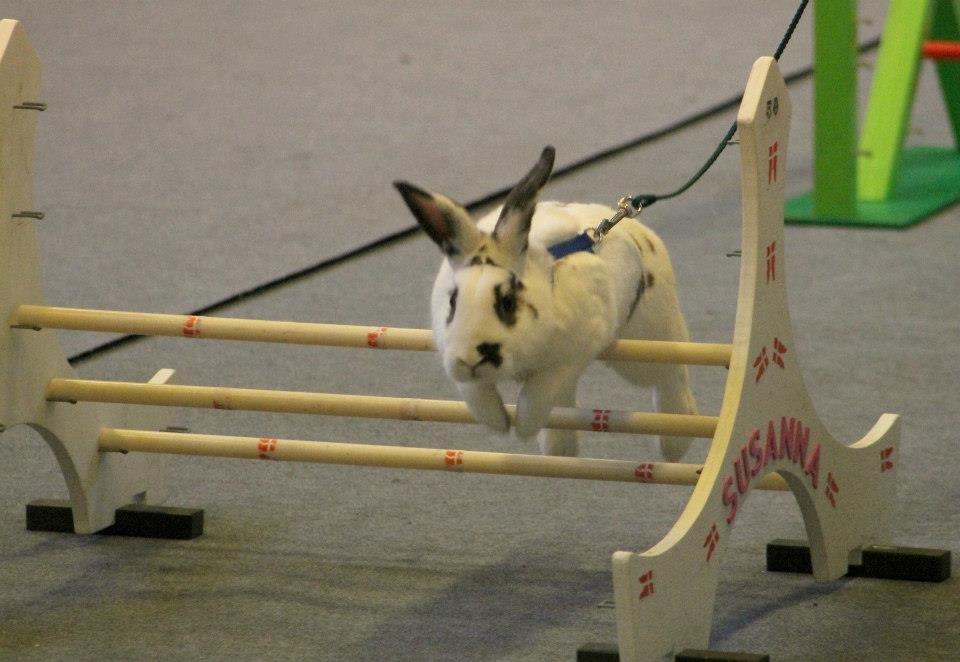 Kanin Fylbinggårds Charlie. billede 7