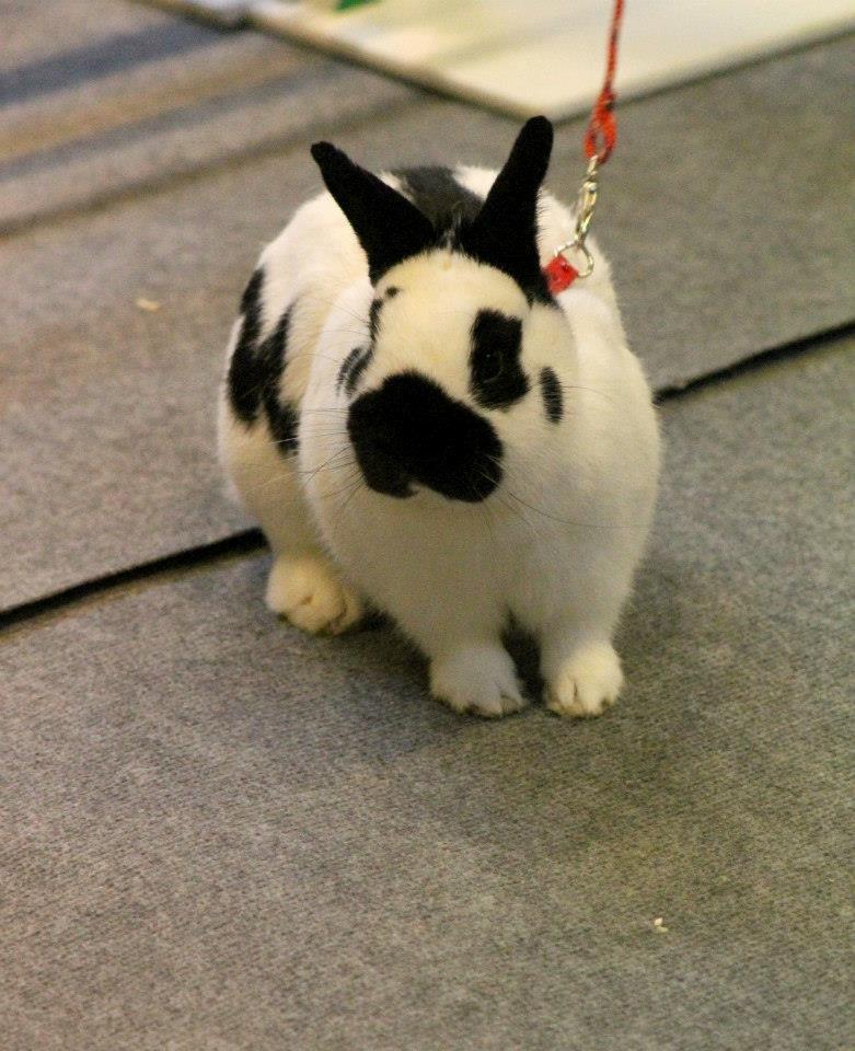 Kanin Team Winther`s Double Trouble. billede 12