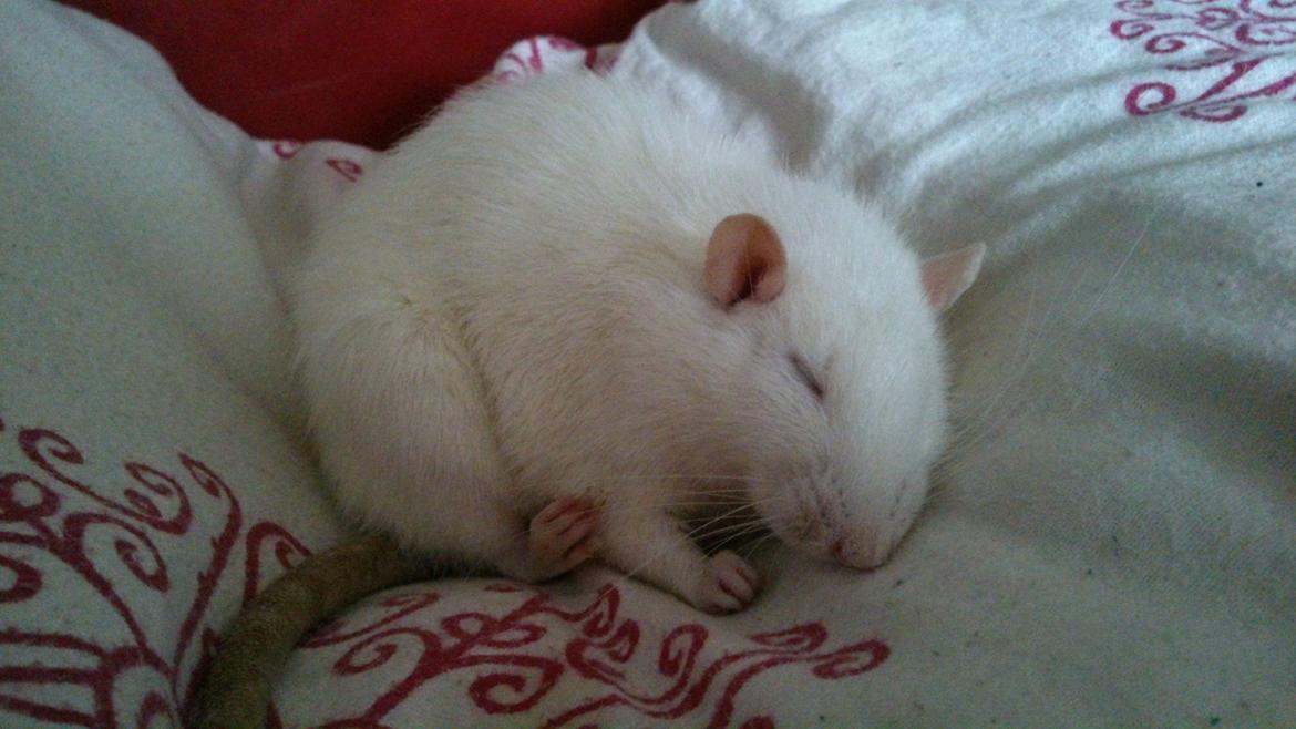 Tamrotte Kahni billede 13