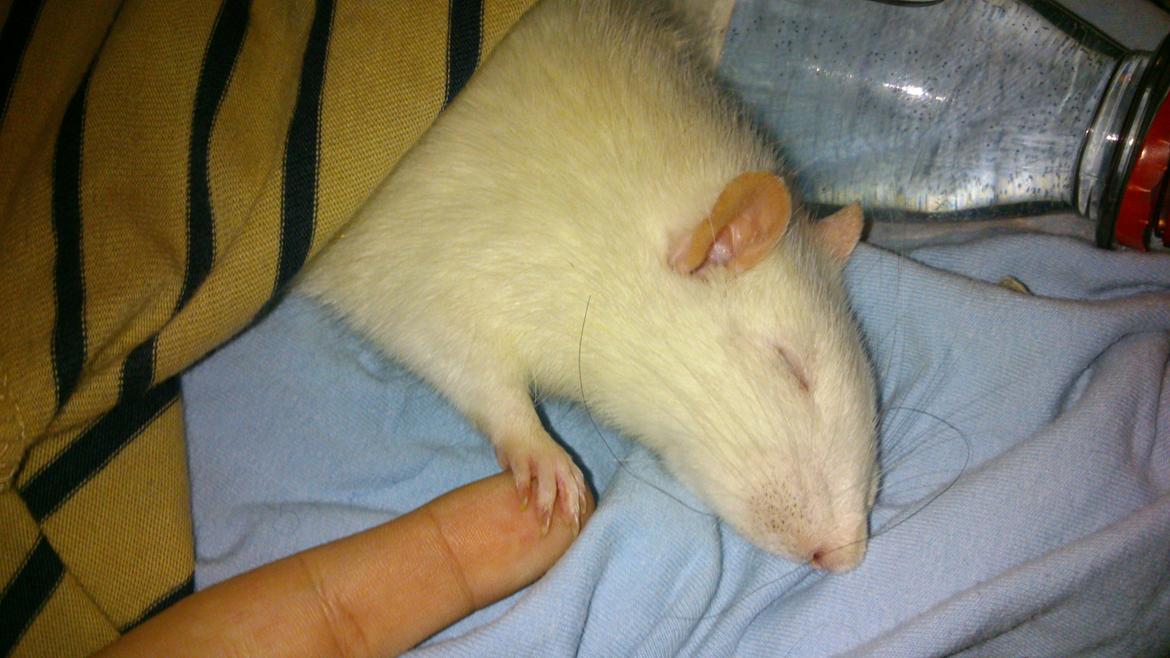 Tamrotte Kahni billede 14