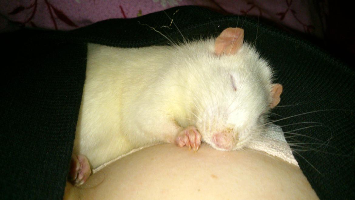 Tamrotte Kahni billede 15