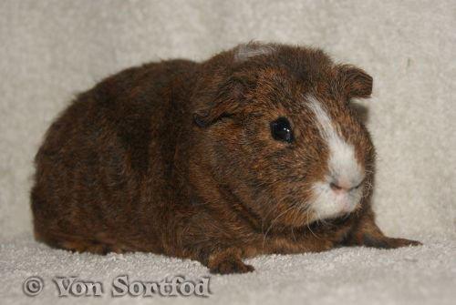 Marsvin DKkdCH LUX Alexander Helios billede 7