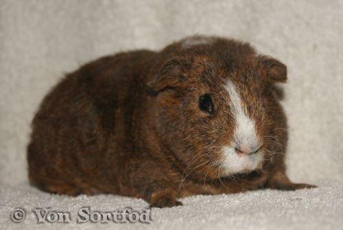 Marsvin DKkdCH LUX Alexander Helios billede 8