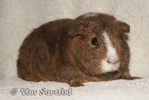 Marsvin DKkdCH LUX Alexander Helios billede 9