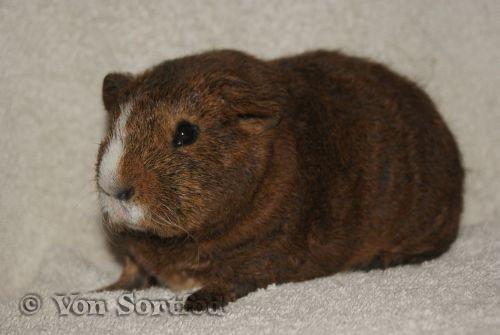 Marsvin DKkdCH LUX Alexander Helios billede 10