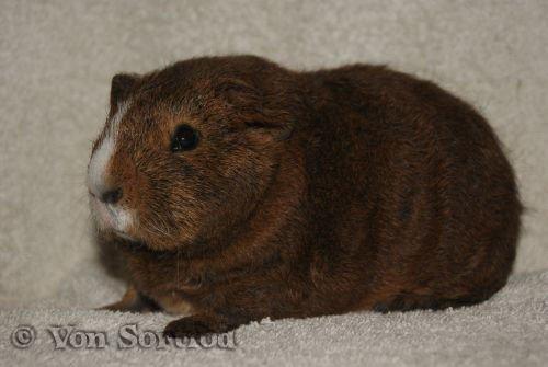 Marsvin DKkdCH LUX Alexander Helios billede 11