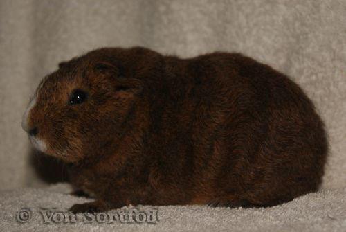 Marsvin DKkdCH LUX Alexander Helios billede 12