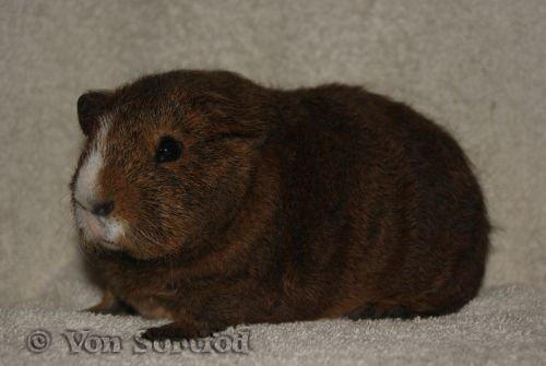 Marsvin DKkdCH LUX Alexander Helios billede 13