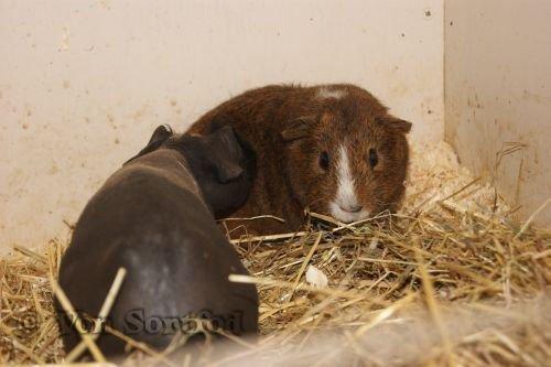 Marsvin DKkdCH LUX Alexander Helios billede 14