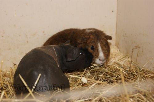 Marsvin DKkdCH LUX Alexander Helios billede 15