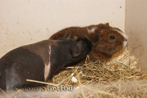 Marsvin DKkdCH LUX Alexander Helios billede 16