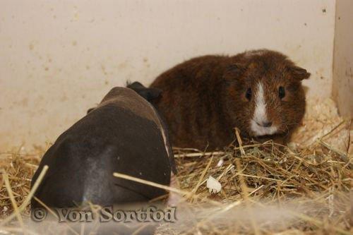 Marsvin DKkdCH LUX Alexander Helios billede 17