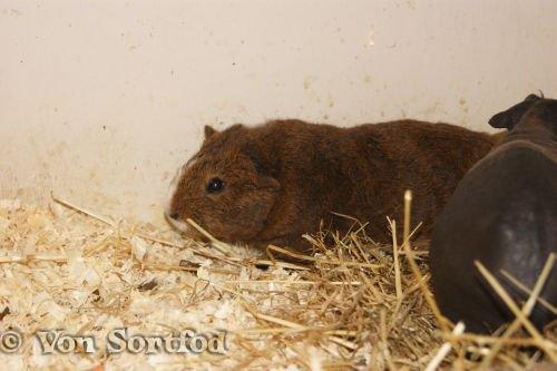 Marsvin DKkdCH LUX Alexander Helios billede 18