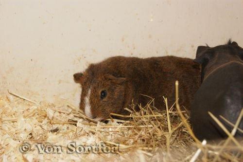 Marsvin DKkdCH LUX Alexander Helios billede 19