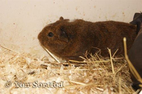 Marsvin DKkdCH LUX Alexander Helios billede 20