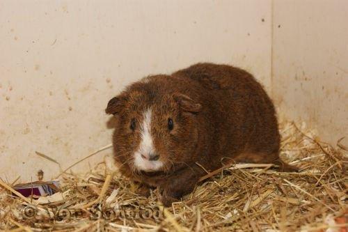 Marsvin DKkdCH LUX Alexander Helios billede 21