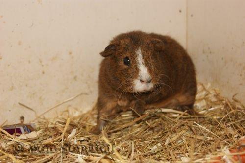 Marsvin DKkdCH LUX Alexander Helios billede 6